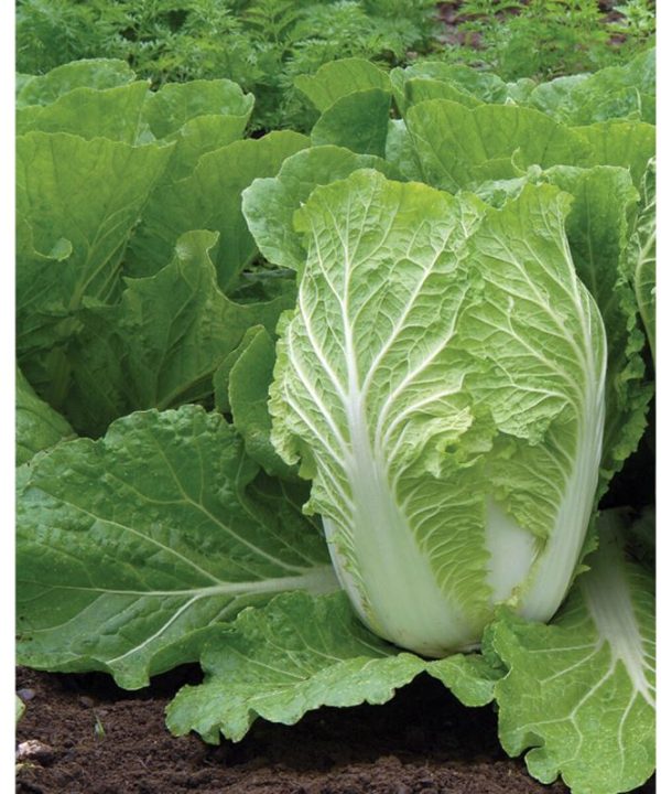 Rubicon - (F1) Chinese Cabbage Seed