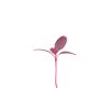 Amaranth, Garnet Red - Organic Microgreen