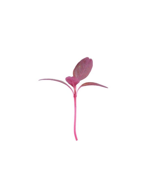 Amaranth, Garnet Red - Organic Microgreen