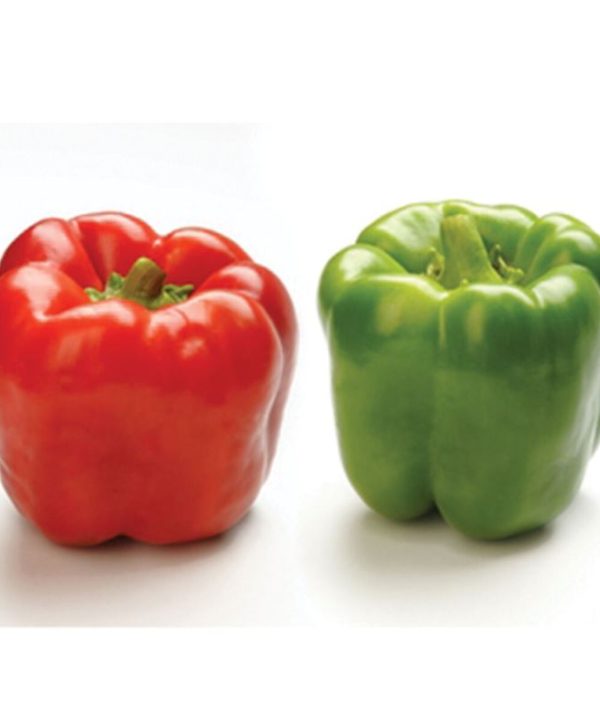 Procraft - (F1) Bell Pepper Seed