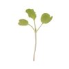 Chinese Cabbage, Tokyo Bekana Microgreen