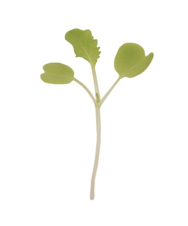 Chinese Cabbage, Tokyo Bekana Microgreen