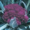 Graffiti - (F1) Purple Cauliflower Seeds