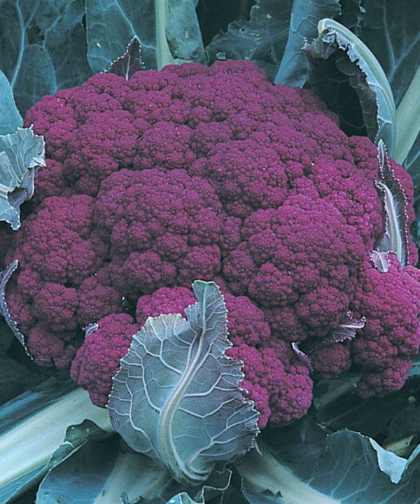 Graffiti - (F1) Purple Cauliflower Seeds