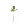 Purslane, Red Gruner - Microgreen Seed