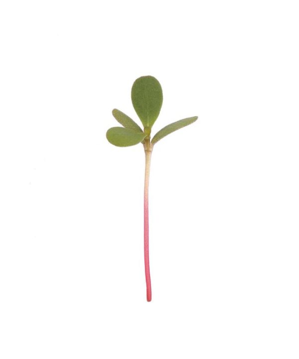 Purslane, Red Gruner - Microgreen Seed