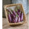 Fairy Tale - (F1) Eggplant Seed