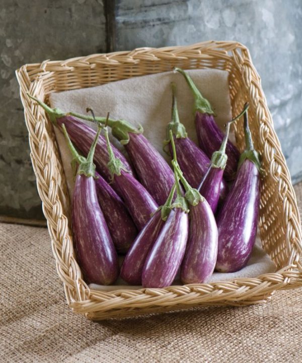 Fairy Tale - (F1) Eggplant Seed