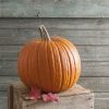 Expert - Treated (F1) Pumpkin Seed