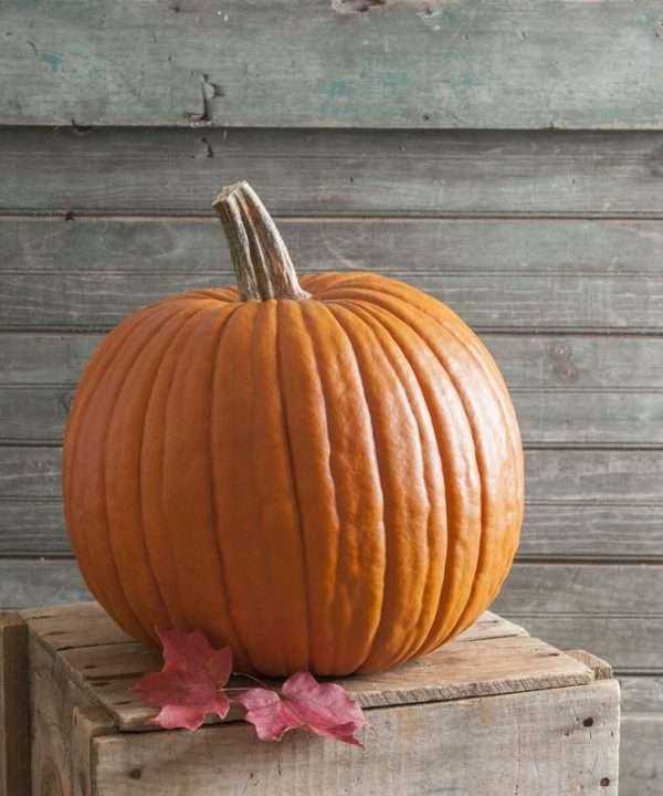 Expert - Treated (F1) Pumpkin Seed