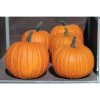 Charisma PMR - Treated (F1) Pumpkin Seed