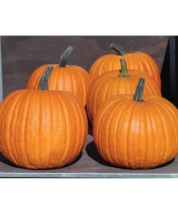 Charisma PMR - Treated (F1) Pumpkin Seed