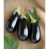 Nadia - (F1) Eggplant Seed