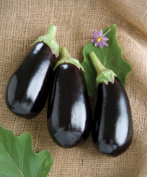 Nadia - (F1) Eggplant Seed