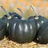 Tiptop PMR - (F1) Acorn Squash Seed