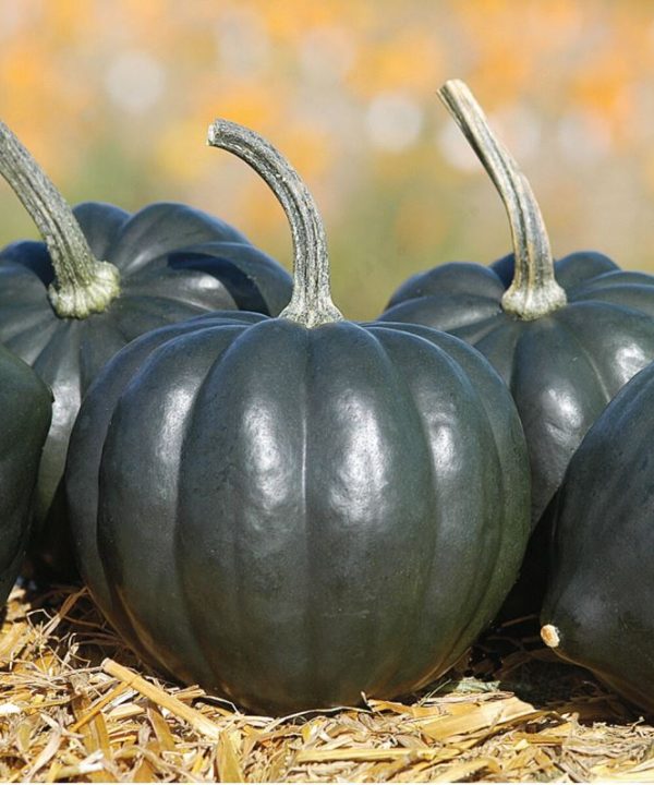 Tiptop PMR - (F1) Acorn Squash Seed