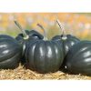 Tiptop PMR - Organic Acorn Squash Seeds