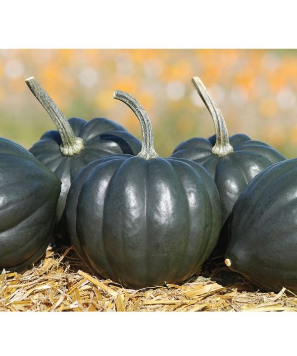 Tiptop PMR - Organic Acorn Squash Seeds