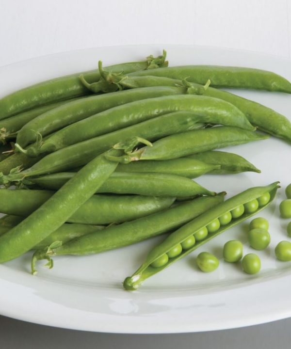 Penelope - Pea Seed