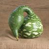 Speckled Swan - Gourd Seed