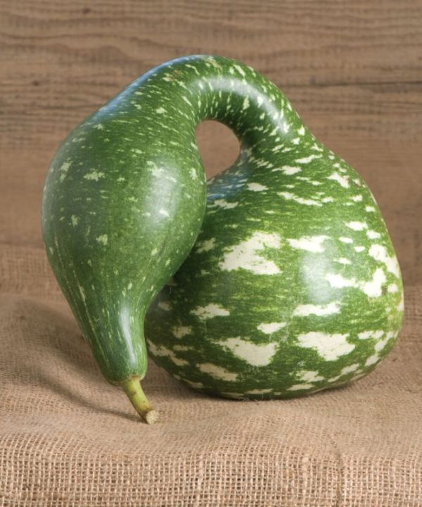 Speckled Swan - Gourd Seed