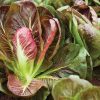 Fiero - (F1) Radicchio Seed