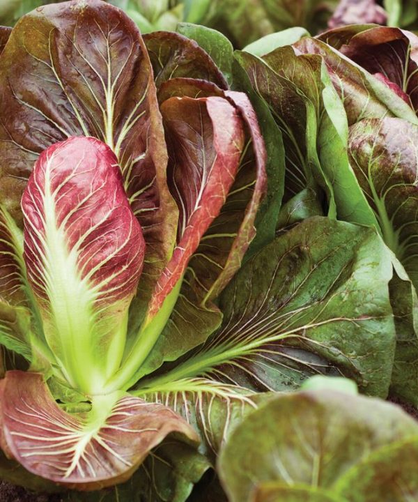 Fiero - (F1) Radicchio Seed