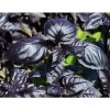 Amethyst Improved - Basil Seed