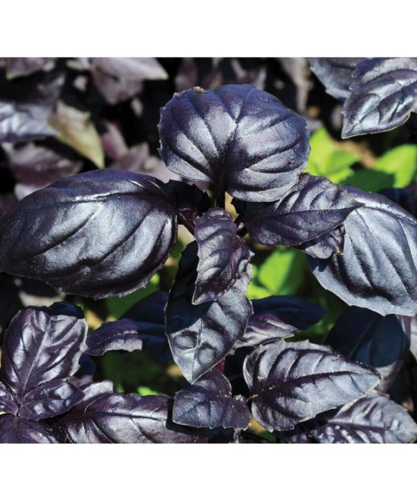 Amethyst Improved - Basil Seed