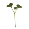Broccoli - Microgreen Seed