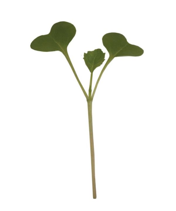 Broccoli - Microgreen Seed