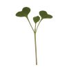 Broccoli - Organic Microgreen Seed
