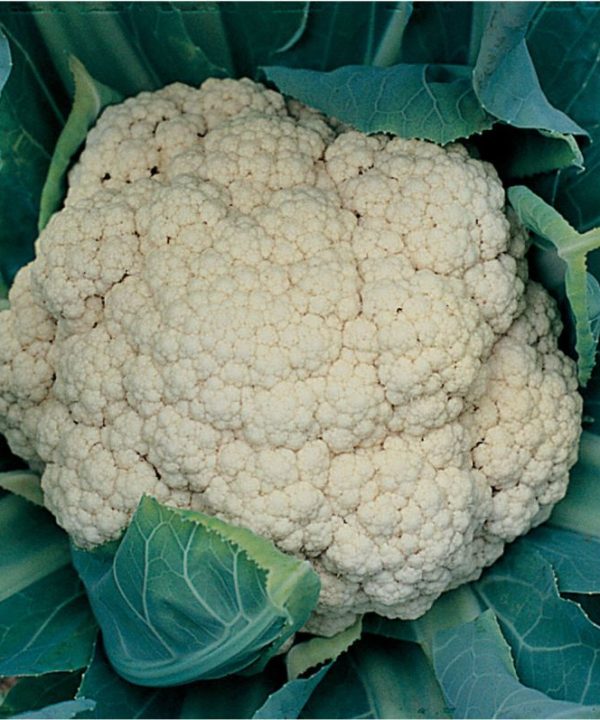 Snow Crown - (F1) Cauliflower Seed