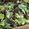 Allstar Gourmet Lettuce Mix - Lettuce Seeds