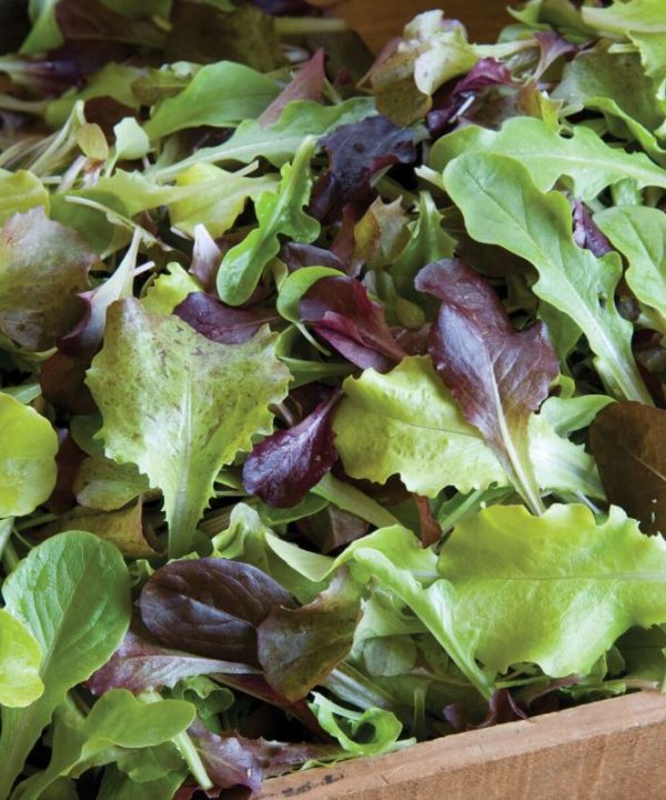 Allstar Gourmet Lettuce Mix - Lettuce Seeds