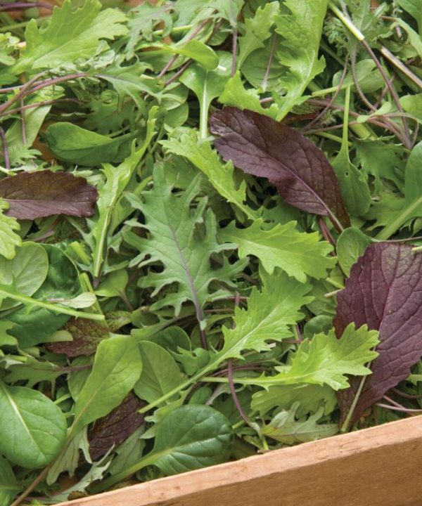 Stir-Fry Mix - Green Seed