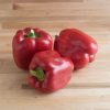 X3R? Red Knight - (F1) Bell Pepper Seed