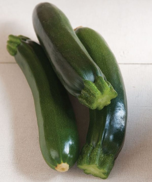 Raven - (F1) Zucchini Squash Seed