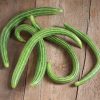 Striped Armenian - Cucumber Seed