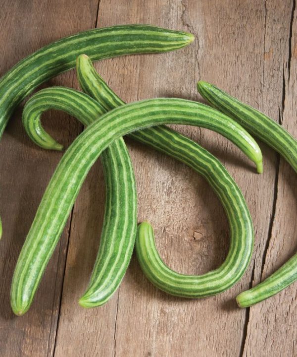 Striped Armenian - Cucumber Seed