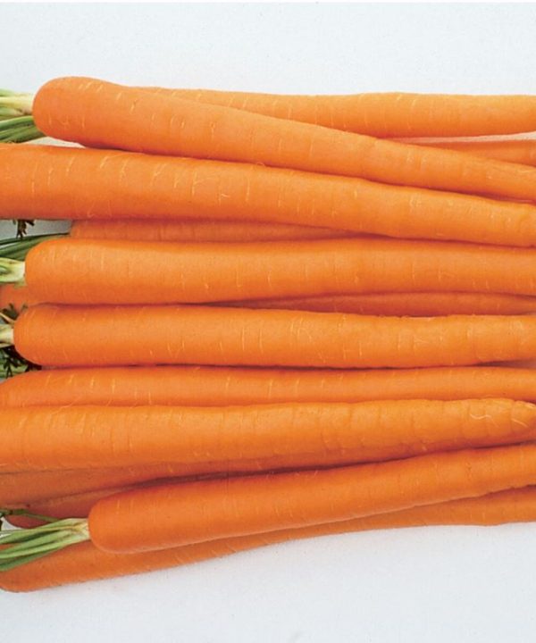 Sugarsnax 54 - (F1) Carrot Seed
