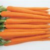 Sugarsnax 54 - (F1) Carrot Seed