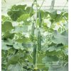 Tasty Jade - (F1) Cucumber Seed