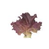 Dark Red Lollo Rossa - Lettuce Seed