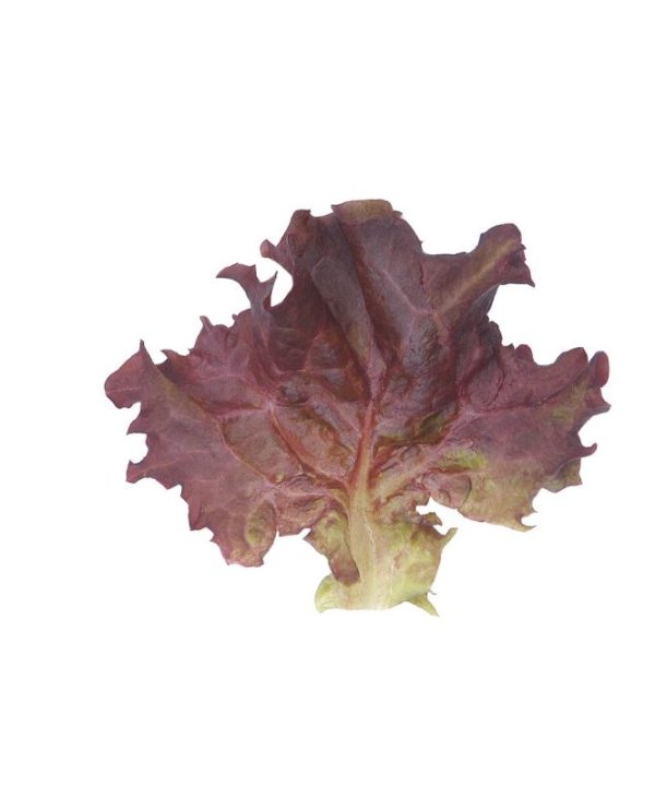 Dark Red Lollo Rossa - Lettuce Seed