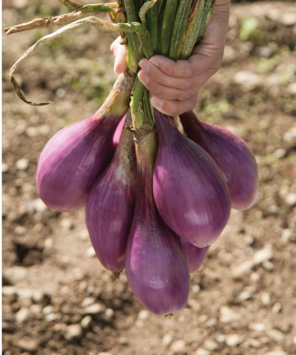 Red Long of Tropea - Onion Seed