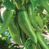 Numex Joe E Parker - Organic Anaheim Pepper Seed