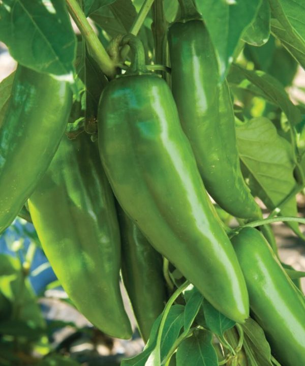 Numex Joe E Parker - Organic Anaheim Pepper Seed