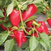 Lipstick - Organic Pepper Seed