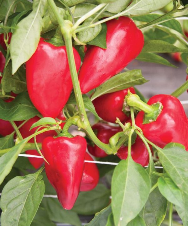 Lipstick - Organic Pepper Seed